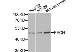 Western blot analysis of extracts of various cell lines, using FECH antibody (ABIN5974679) at 1/1000 dilution. (FECH Antikörper)