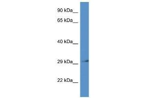 Western Blot showing Rpsa antibody used at a concentration of 1. (RPSA/Laminin Receptor Antikörper  (N-Term))