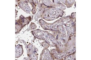 Immunohistochemical staining (Formalin-fixed paraffin-embedded sections) of human placenta with CSF3R polyclonal antibody  shows moderate cytoplasmic positivity in trophoblastic cells. (CSF3R Antikörper  (AA 420-543))