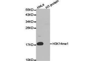 Western Blotting (WB) image for anti-Histone 3 (H3) (H3K14me) antibody (ABIN1876465) (Histone 3 Antikörper  (H3K14me))