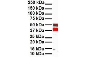 WB Suggested Anti-HOXB3 antibody Titration: 1 ug/mL Sample Type: Human heart (HOXB3 Antikörper  (N-Term))