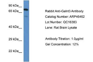 Western Blotting (WB) image for anti-UDP-N-Acetyl-alpha-D-Galactosamine:polypeptide N-Acetylgalactosaminyltransferase 3 (GalNAc-T3) (GALNT3) (N-Term) antibody (ABIN785340) (GALNT3 Antikörper  (N-Term))