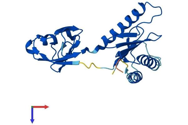 TRAPPC4 Protein (AA 1-219) (His tag)