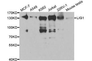 Western blot analysis of extracts of various cell lines, using LIG1 antibody. (LIG1 Antikörper  (AA 565-790))