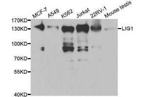 Western blot analysis of extracts of various cell lines, using LIG1 antibody.