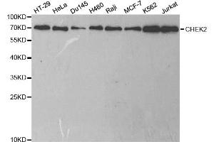 Western blot analysis of extracts of various cell lines, using CHEK2 antibody. (CHEK2 Antikörper)