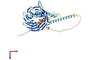 TBL1X Protein (AA 1-577) (His tag)