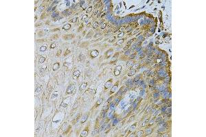 Immunohistochemistry of paraffin-embedded human esophagus using HSP90AB1 Antibody. (HSP90AB1 Antikörper  (AA 1-300))