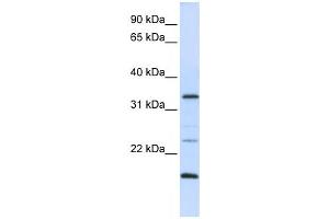 Western Blotting (WB) image for anti-Arginine-Fifty Homeobox (ARGFX) antibody (ABIN2459122) (ARGFX Antikörper)