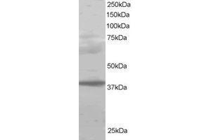 Image no. 1 for anti-Polycomb Group Ring Finger 2 (PCGF2) (AA 332-344) antibody (ABIN290301) (PCGF2 Antikörper  (AA 332-344))
