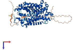 SLC6A4 Protein (AA 1-630) (His tag)