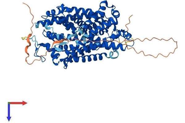 SLC6A4 Protein (AA 1-630) (His tag)