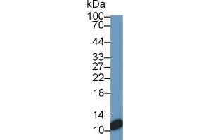 Detection of S100 in HT1080 cell lysate using Monoclonal Antibody to S100 Calcium Binding Protein (S100) (S100 Protein (S100) (AA 1-94) Antikörper)