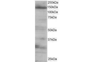 Image no. 2 for anti-Eukaryotic Translation Initiation Factor 4E Nuclear Import Factor 1 (EIF4ENIF1) (C-Term) antibody (ABIN374390) (EIF4ENIF1 Antikörper  (C-Term))