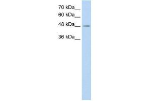 C9ORF127 antibody used at 0. (TMEM8B Antikörper  (C-Term))