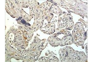 Immunohistochemistry (IHC) image for anti-Kallikrein-Related Peptidase 15 (KLK15) (AA 17-256) antibody (ABIN1983316) (Kallikrein 15 Antikörper  (AA 17-256))