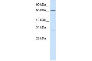 WB Suggested Anti-NFAT5 Antibody Titration:  0. (NFAT5 Antikörper  (Middle Region))