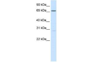 Western Blotting (WB) image for anti-Nuclear Factor of Activated T-Cells 5, Tonicity-Responsive (NFAT5) (Middle Region) antibody (ABIN2780105)