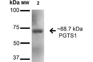 Western blot analysis of Mouse Kidney cell lysates showing detection of 68.