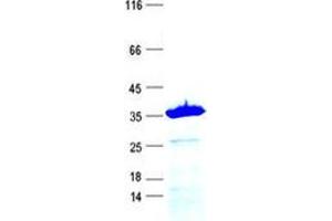 Western Blotting (WB) image for Apolipoprotein A-II (APOA2) protein (GST tag,His tag) (ABIN5505557)