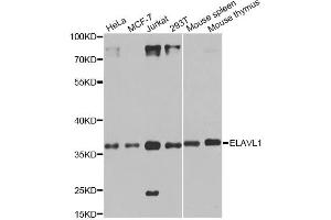 Western blot analysis of extracts of various cell lines, using ELAVL1 antibody (ABIN6292898) at 1:1000 dilution. (ELAVL1 Antikörper)
