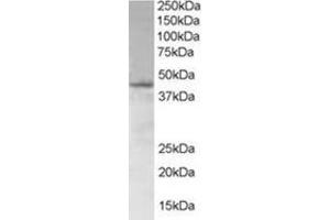 Image no. 1 for anti-SAM Domain, SH3 Domain and Nuclear Localization Signals, 1 (SAMSN1) (N-Term) antibody (ABIN374461) (SAMSN1 Antikörper  (N-Term))
