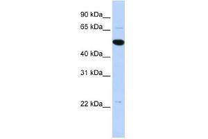 RP13-102H20. (ARHGAP36 Antikörper  (Middle Region))