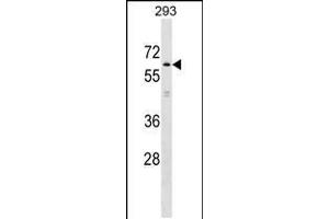Western blot analysis in 293 cell line lysates (35ug/lane). (KLHL2 Antikörper  (N-Term))