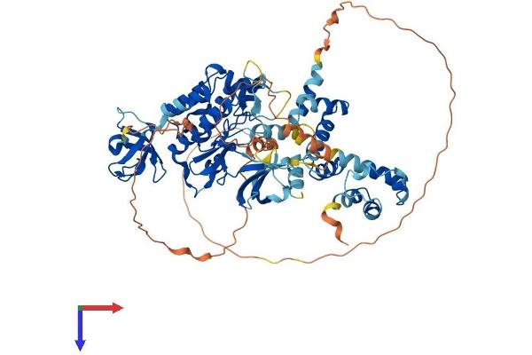 TNK1 Protein (AA 1-666) (His tag)