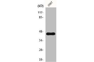 Western Blot analysis of COS7 cells using GRP1 Polyclonal Antibody (Cytohesin 3 Antikörper  (C-Term))