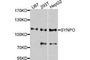 Western blot analysis of extracts of various cells, using SYNPO antibody.