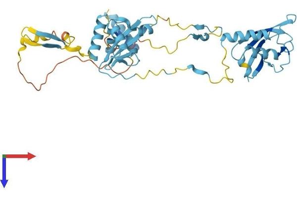 NSFL1C Protein (AA 1-370) (His tag)