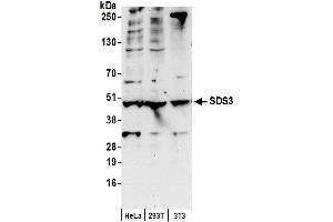 anti-Suppressor of Defective Silencing 3 Homolog (SUDS3) (AA 175-225) antibody
