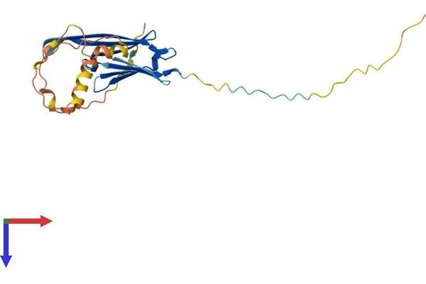 HSP27 Protein (AA 1-205) (His tag)