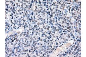 Image no. 8 for anti-P450 (Cytochrome) Oxidoreductase (POR) antibody (ABIN1497743) (POR Antikörper)