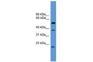 WB Suggested Anti-SPINT2 Antibody Titration: 0. (SPINT2 Antikörper  (Middle Region))
