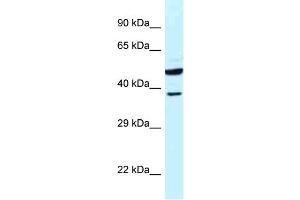WB Suggested Anti-HOMER3 Antibody Titration: 1. (HOMER3 Antikörper  (N-Term))