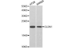 Western blot analysis of extracts of various cell lines, using CLDN1 antibody. (Claudin 1 Antikörper  (AA 1-211))