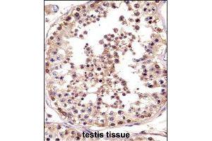 Immunohistochemistry (Formalin/PFA-fixed paraffin-embedded sections) of human testis tissue with LOC728137 polyclonal antibody  followed by peroxidase conjugation of the secondary antibody and DAB staining. (TSPY3 Antikörper  (AA 274-303))