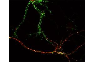 Indirect immunostaining of hippocampus neurons with anti-GABA-A receptor α1 (dilution 1 : 500; red) and rabbit anti-synapsin 1/2 (, dilution: 1:500; green). (GABRA1 Antikörper  (N-Term))