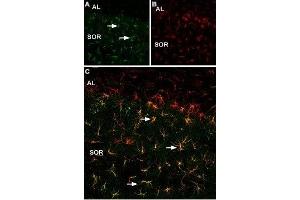 Expression of p75NTR in mouse hippocampusImmunohistochemical staining of mouse frozen hippocampal sections using Anti-p75 NGF Receptor (intracellular) Antibody (ABIN7043348, ABIN7044763 and ABIN7044764) (1:200). (Nerve Growth Factor Receptor (NGFR) Peptid)