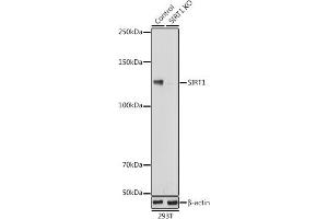Western blot analysis of extracts from normal (control) and SIRT1 knockout (KO) 293T cells, using SIRT1 antibody (ABIN7270322) at 1:1000 dilution. (SIRT1 Antikörper)