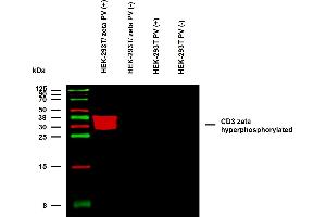 Anti-Hu CD3 zeta (pY142) Purified (clone EM-54) specificity verification by WB.