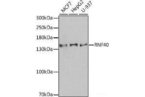 Western blot analysis of extracts of various cell lines using RNF40 Polyclonal Antibody at dilution of 1:1000. (RNF40 Antikörper)