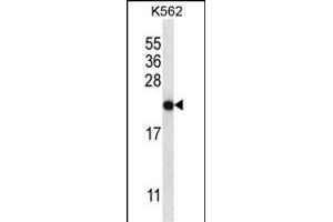 CHAC2 Antibody (Center) (ABIN657184 and ABIN2846310) western blot analysis in K562 cell line lysates (35 μg/lane). (CHAC2 Antikörper  (AA 61-89))