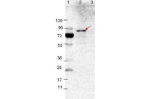 Western blot showing detection of 0. (VlsE Antikörper)