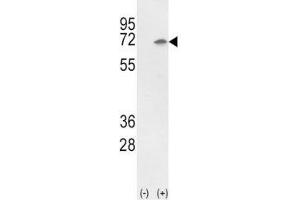 Western blot analysis of Ku70 antibody and 293 cell lysate (2 ug/lane) either nontransfected (Lane 1) or transiently transfected with the Ku70 gene (2). (XRCC6 Antikörper  (AA 432-461))