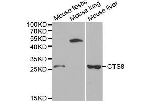Western blot analysis of extracts of various cell lines, using CST8 antibody (ABIN5970566) at 1/1000 dilution. (CST8 Antikörper)