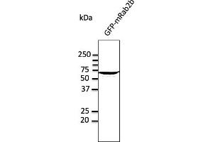 Western Blotting (WB) image for anti-RAB2A, Member RAS Oncogene Family (RAB2A) (C-Term) antibody (ABIN1440022)