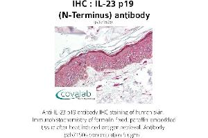 Image no. 1 for anti-Interleukin 23, alpha subunit p19 (IL23A) antibody (ABIN1735879) (IL23A Antikörper)